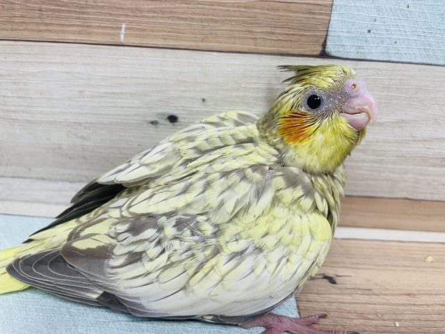 オカメインコ