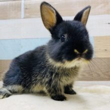 好奇心旺盛！ご飯大好き♡ブラックオターネザーランドドワーフ