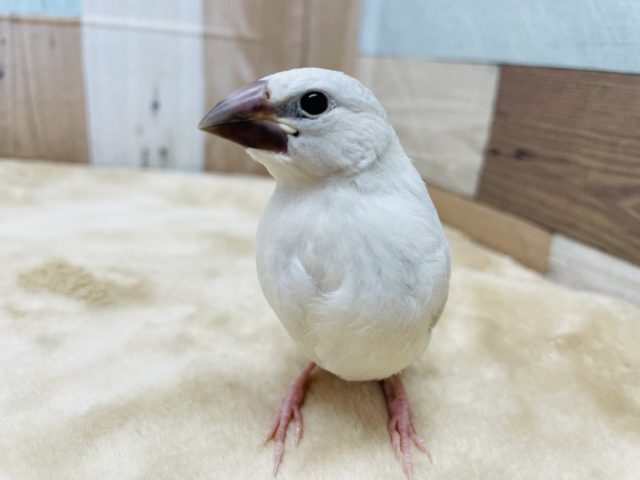 最新画像有り☆元気いっぱい☆シルバー文鳥のヒナ！！