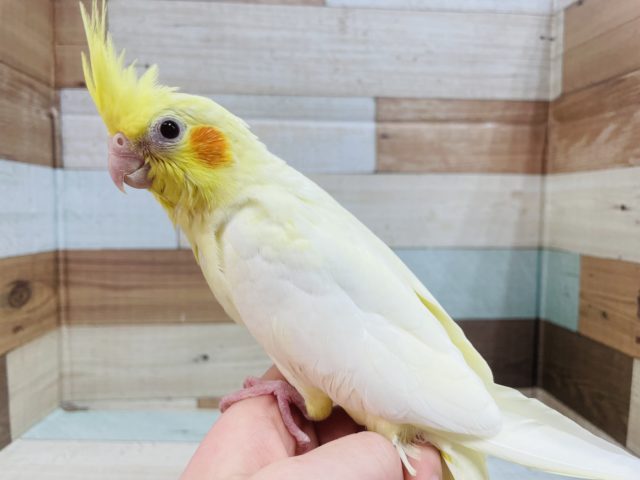 オカメインコ