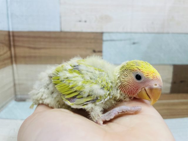 コザクラインコ（小桜インコ）