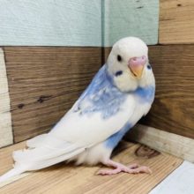 大きくなりました〜おちゃめさん♡　セキセイインコ　スパングルパイドになりますーー