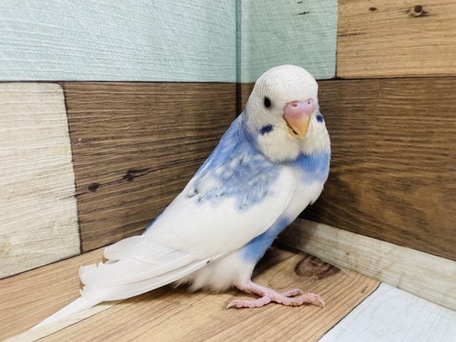 大きくなりました〜おちゃめさん♡　セキセイインコ　スパングルパイドになりますーー