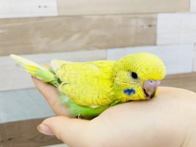 ジャンボセキセイインコ