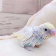 ビビっとくる☆☆美鳥さんですねっ　セキセイインコ　パステルレインボーパイド　2021　12月2日