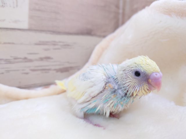 ビビっとくる☆☆美鳥さんですねっ　セキセイインコ　パステルレインボーパイド　2021　12月2日