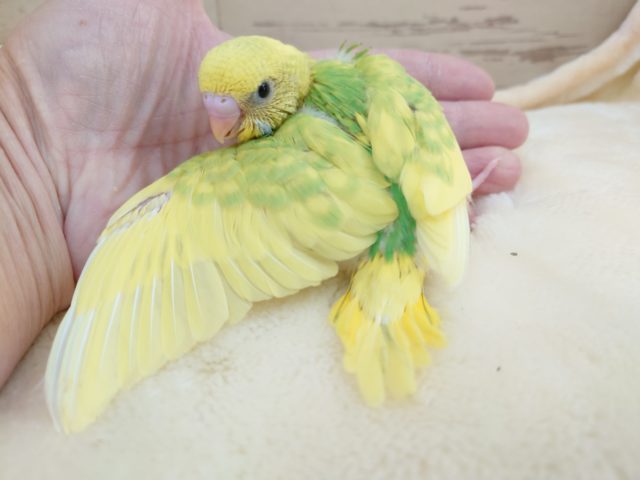 セキセイインコ