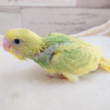 突進系？？元気なセキセイインコ～　スパングルパイド　2021　12月2日