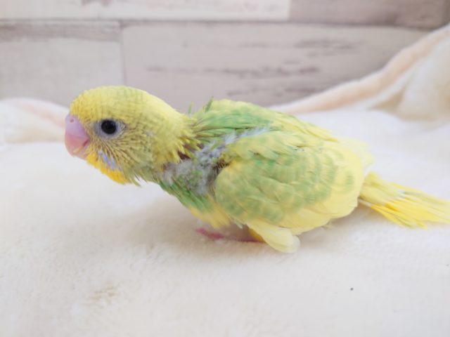 突進系？？元気なセキセイインコ～　スパングルパイド　2021　12月2日