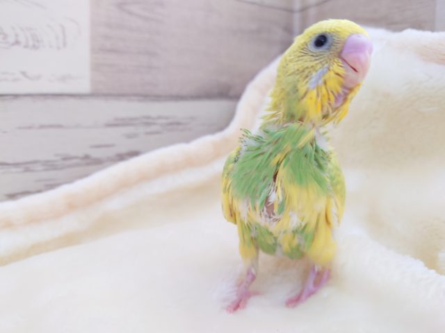 セキセイインコ