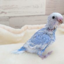青系☆スポットｷﾚｲなセキセイインコ　スパングル☆　2021　12月2日