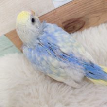 爽やかなブルーにキラっキラの瞳です！　セキセイインコ　パステルレインボーパイドです☆