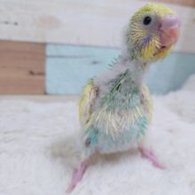 好奇心旺盛！　明るい感じ～～　セキセイインコ　パステルカラーレインボーパイド