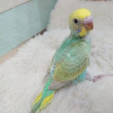 きたよーーー　エメラルドカラー☆　セキセイインコ　パステルカラーレインボーです！