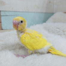 久々！！♫♪　黒目が映える☆　セキセイインコ　ダブルファクターです☆