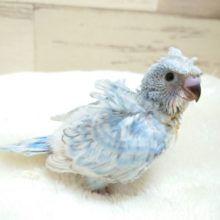 羽衣セキセイインコ の販売一覧 東京からもほど近い 千葉県 神奈川県 埼玉県のペットショップ