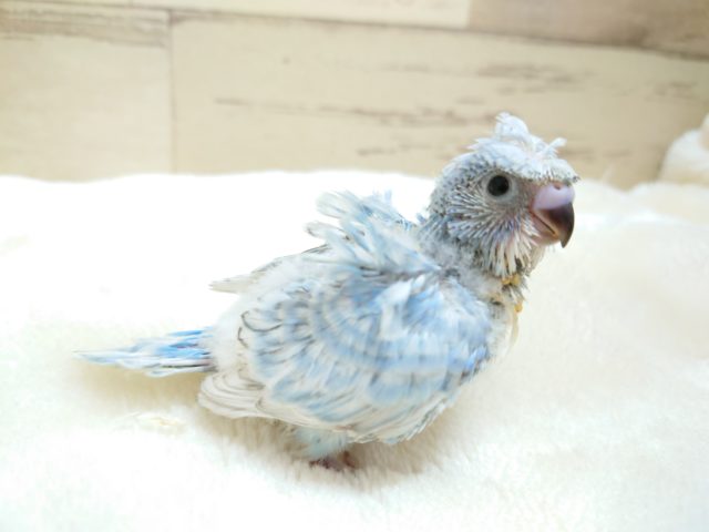 豪華！☆巻き巻きのーー羽衣セキセイインコ　2021　１２月１１日