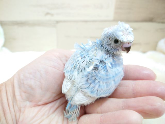 羽衣セキセイインコ