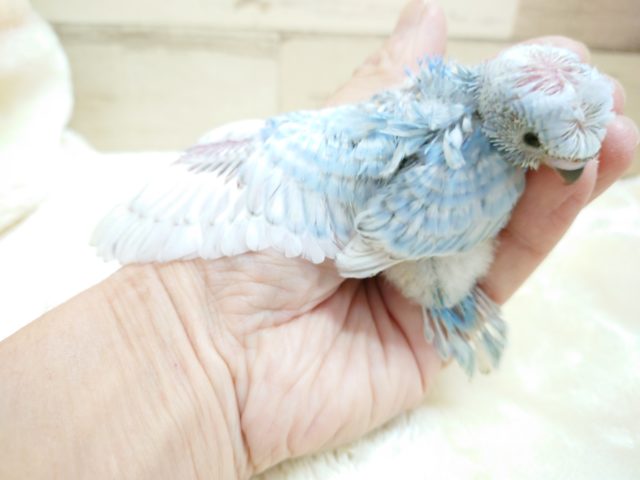 羽衣セキセイインコ