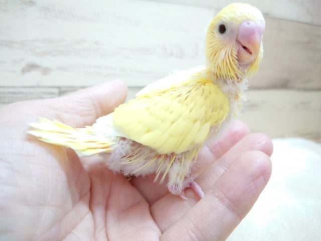 セキセイインコ