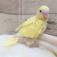 わちゃわちゃーー♪♪♪　元気なセキセイインコ　ダブルファクター　2021　１２月9か　