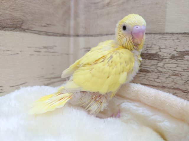 わちゃわちゃーー♪♪♪　元気なセキセイインコ　ダブルファクター　2021　１２月9か　