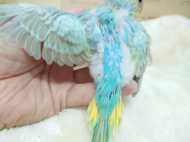 セキセイインコ