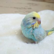 表情明るく☆イエローフェイス　セキセイインコ　レインボー　2021　１２月１１日