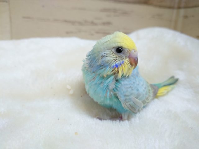 表情明るく☆イエローフェイス　セキセイインコ　レインボー　2021　１２月１１日