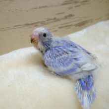 久々のバイオレットカラー　セキセイインコ　スパングルです☆