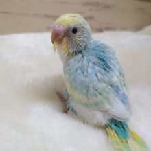 甘え上手なちびっコさん☆　セキセイインコ　パステルレインボースパングル～～