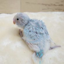 ジッとしていられないんです！！　セキセイインコ　スパングル～～