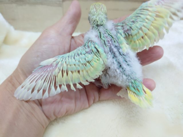 セキセイインコ