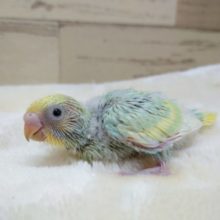 控えめな視線が可愛いねっ　セキセイインコ　パステルレインボ　スパングルーーーー