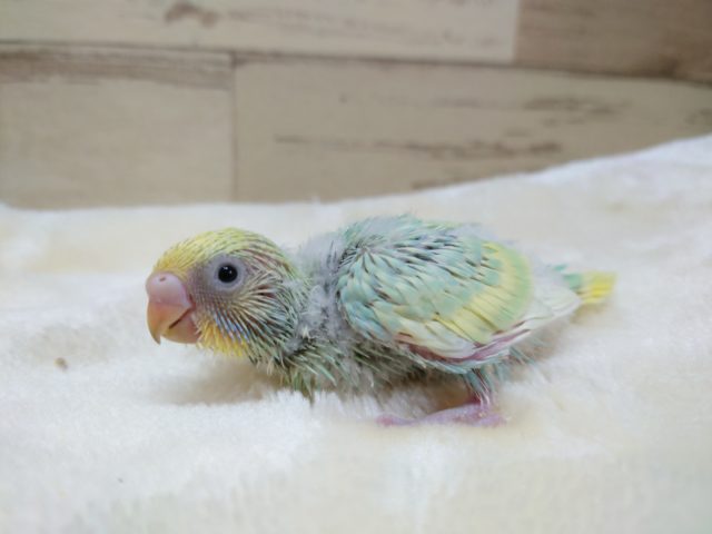 控えめな視線が可愛いねっ　セキセイインコ　パステルレインボ　スパングルーーーー