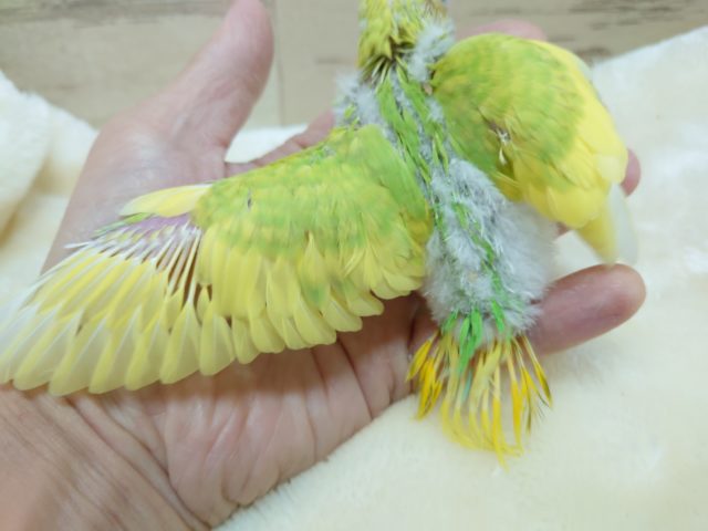 セキセイインコ