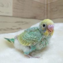 目の輝きと羽根のツヤがとてもｷﾚｲ☆　セキセイインコ　　パステルカラーレインボー