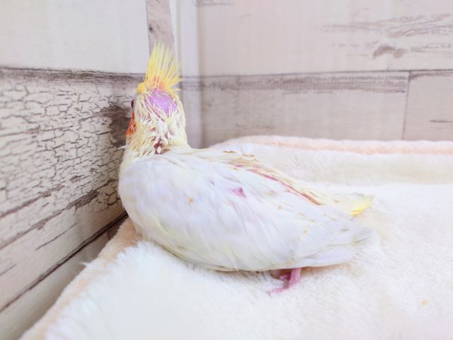 オカメインコ