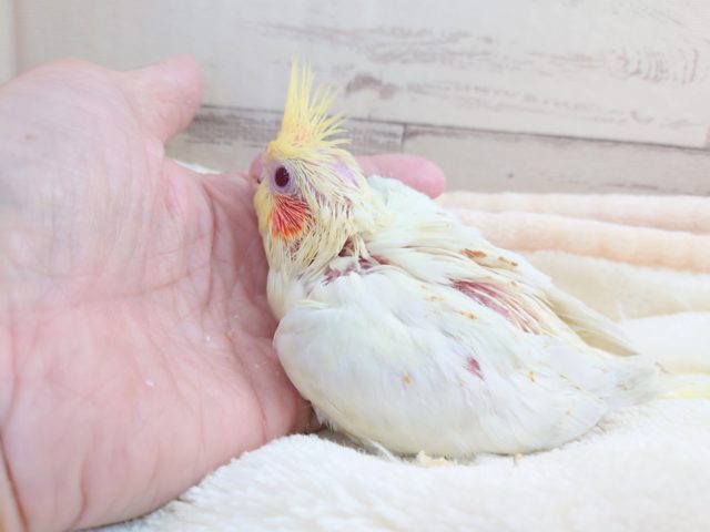 オカメインコ