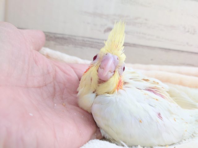 オカメインコ