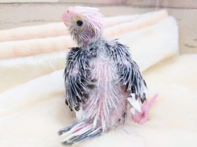 ドヤ顔が可愛いコっ　オカメインコ　ホワイトフェイスパイド～　2021　１２月２５日