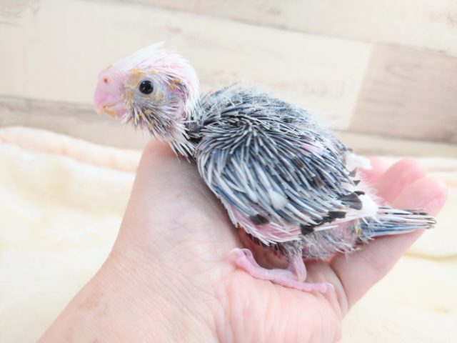 オカメインコ