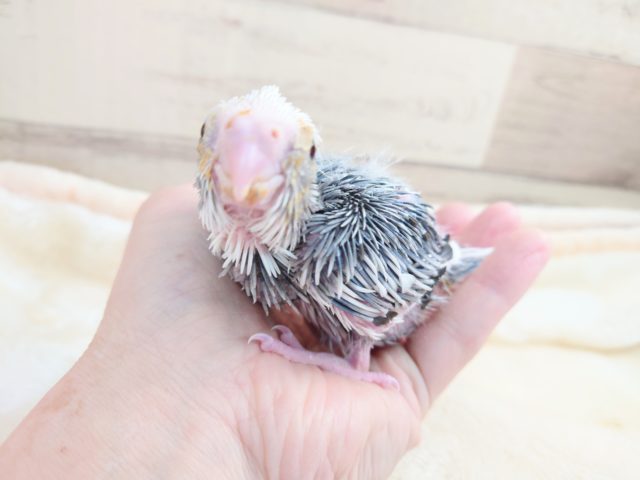 オカメインコ