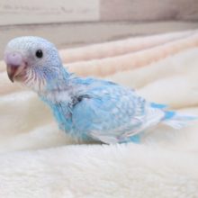 ふんわり爽やかカラー♪　セキセイインコ　スパングル　2021　１２月２５日