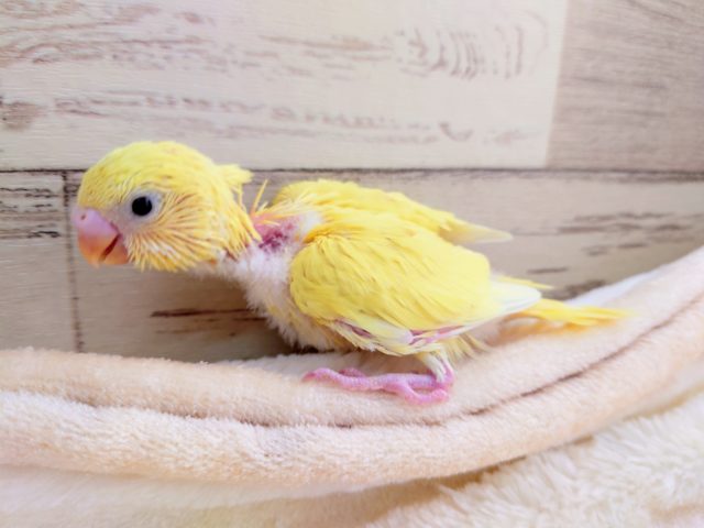 セキセイインコ