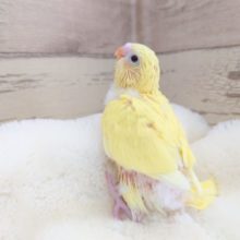 イエロー鮮やか～　くりくりの黒い瞳です☆　セキセイインコ　ダブルファクター　2021　１２月２５日