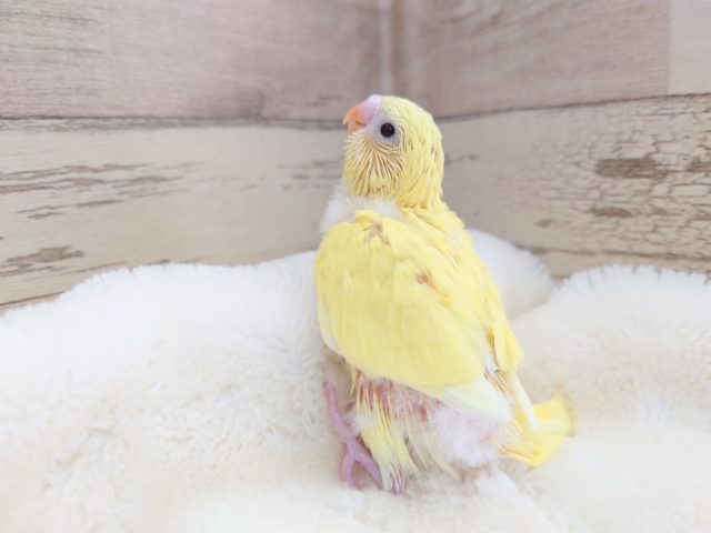 イエロー鮮やか～　くりくりの黒い瞳です☆　セキセイインコ　ダブルファクター　2021　１２月２５日