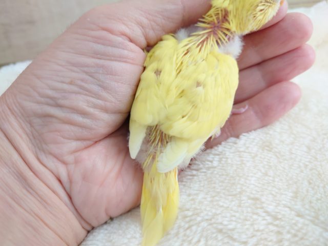 セキセイインコ