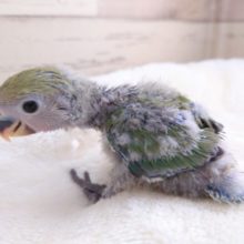 一途になったら止まらない～～　コザクラインコ　ノーマルです！　2021　１２月２５日