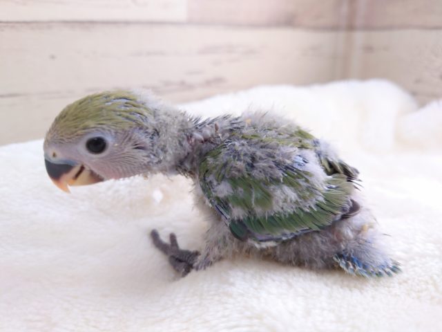 一途になったら止まらない～～　コザクラインコ　ノーマルです！　2021　１２月２５日